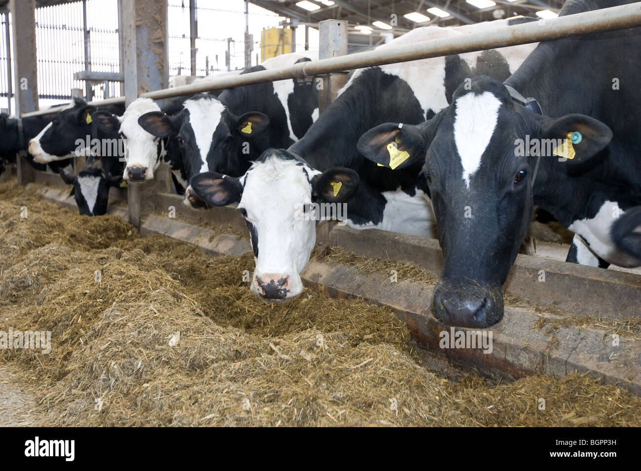 Holstein Dairy Cows Eating Silage Stock Photo
