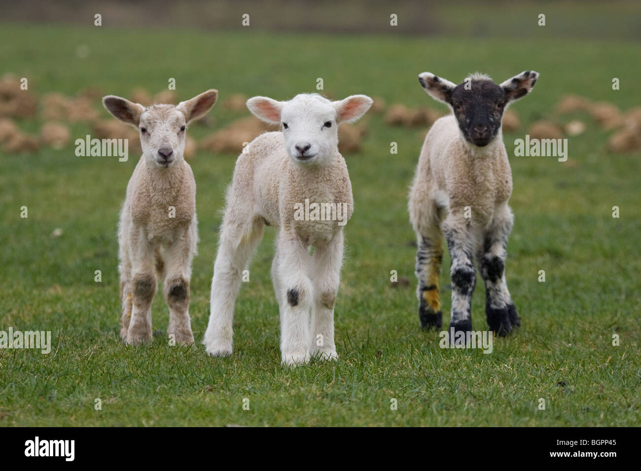 Young Lambs In Spring Time Stock Photo - Alamy
