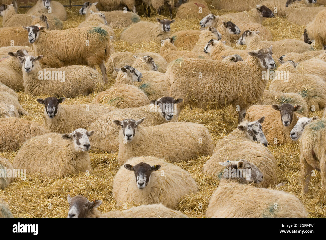 Sheep In A Straw Yard Waiting To Lamb Stock Photo