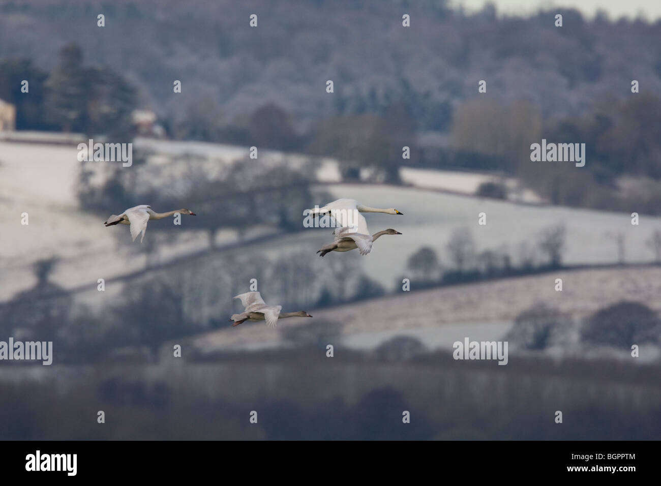 Group of Bewick's Swan Cygnus columbianus flying against frosty snow covered agricultural fields, Gloucestershire, UK. Stock Photo