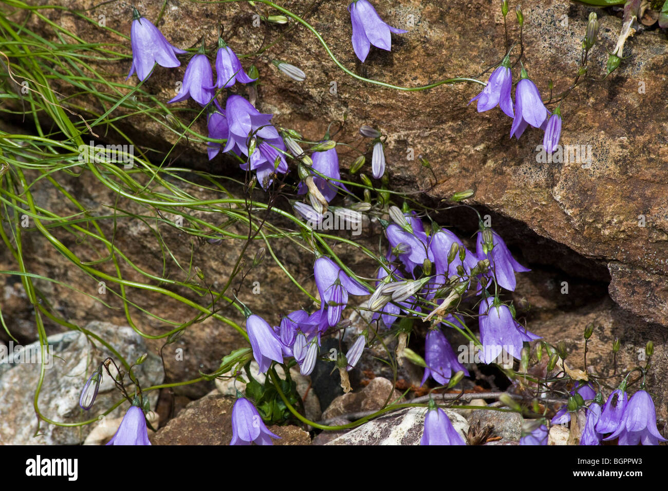 Close up of wild flowers Bluebell Campanula rotundifolia in Michigan USA flowers grow in rock nobody horizontal  nobody none no one hi-res Stock Photo