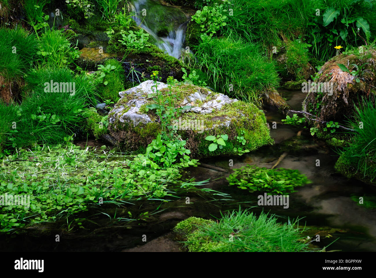 Groundwater spring on Gribben Creek. Stock Photo