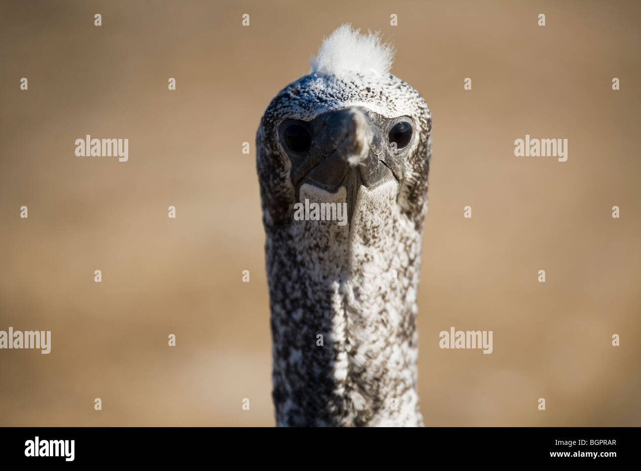 Australtölpel, Australasian Gannet, Takapu, Morus serrator on Cape Kidnappers near Napier, New Zealand, North Island Stock Photo