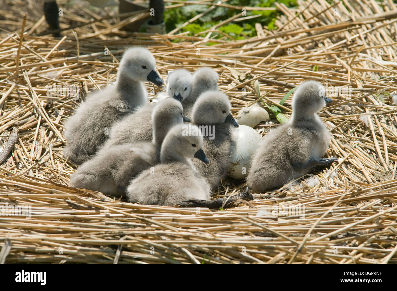 Cygnets of mute swan on nest Stock Photo