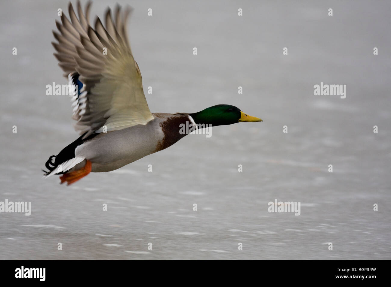 Mallard Anas platyrhynchos flying over frozen lake, Gloucestershire, UK Stock Photo