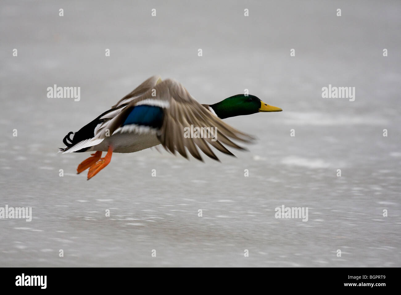 Mallard Anas platyrhynchos flying over frozen lake, Gloucestershire, UK Stock Photo