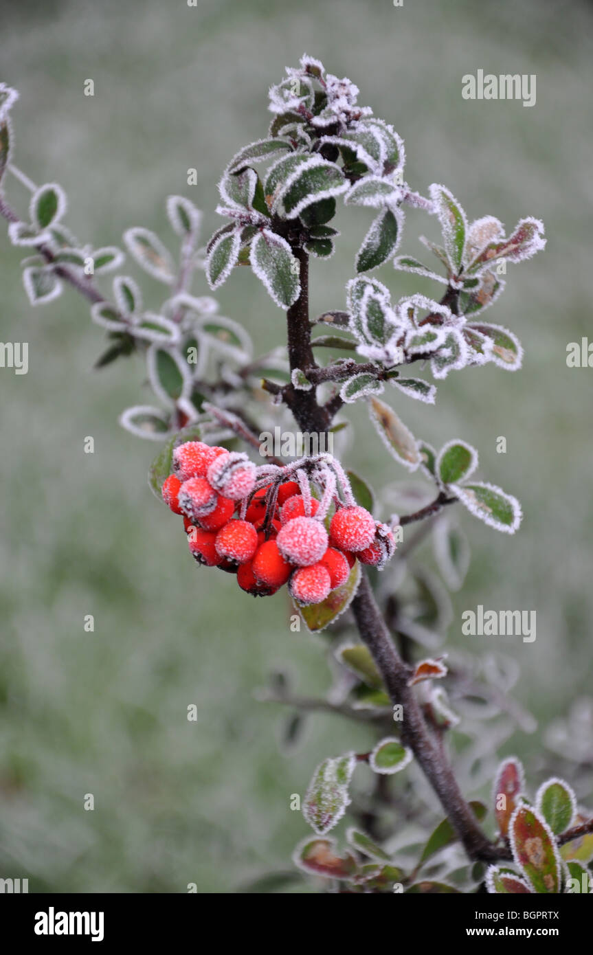 Red berries in winter frost Stock Photo