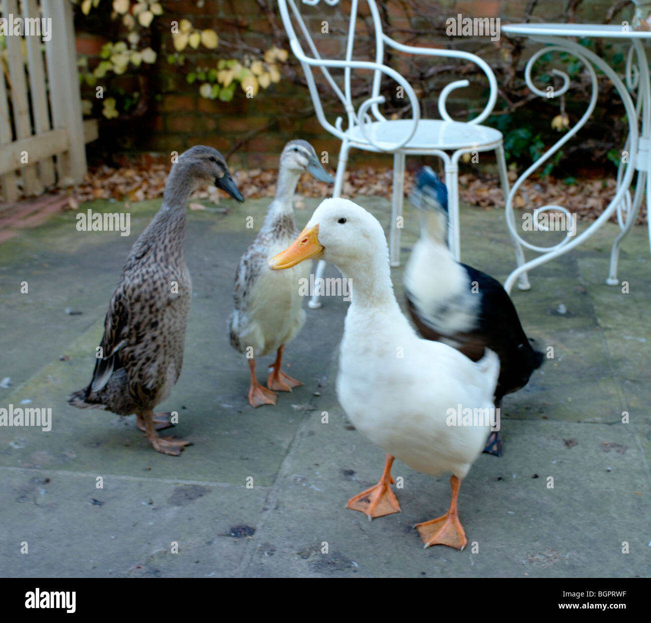 Ducks in garden Stock Photo Alamy