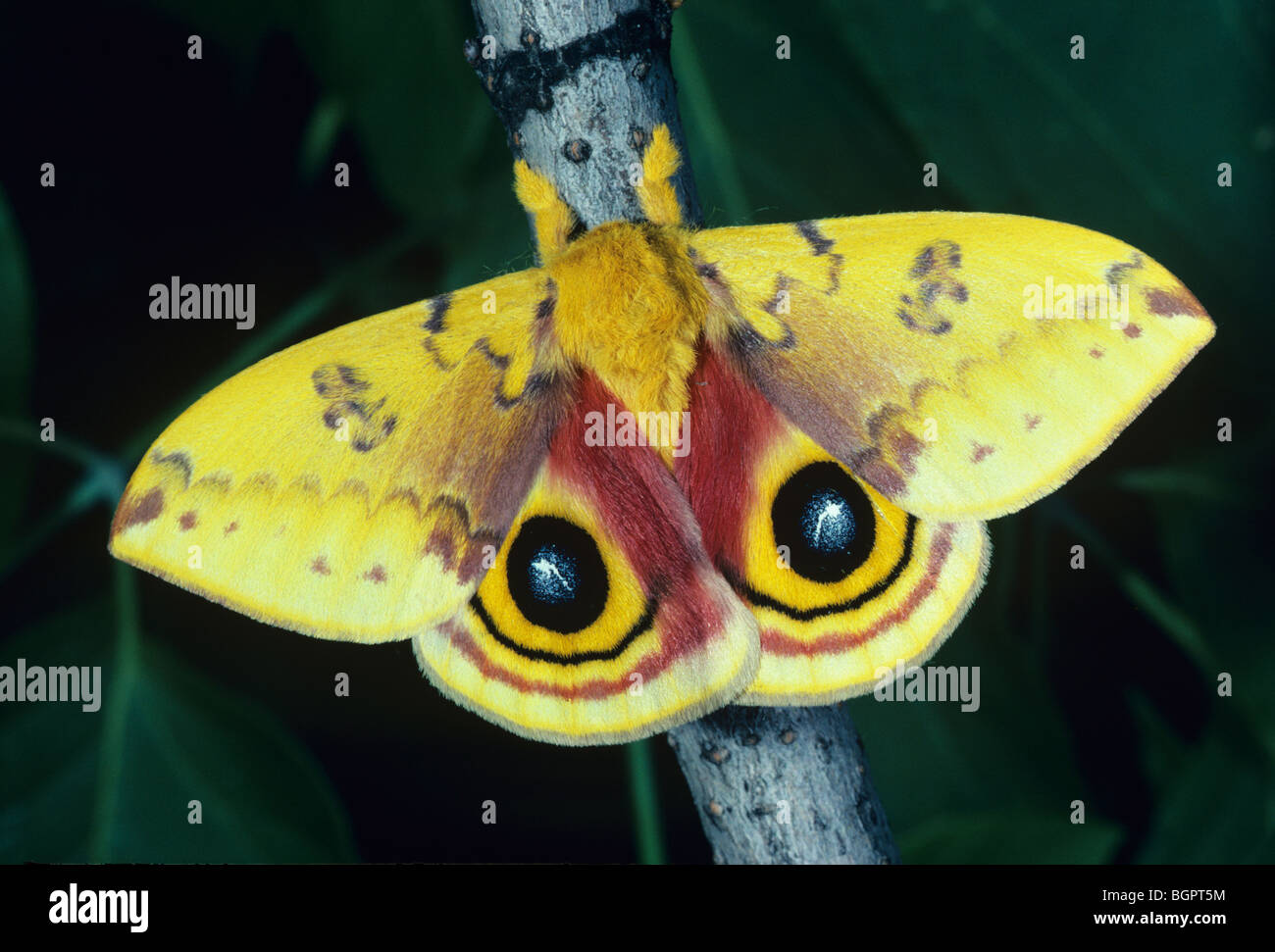 Io moth female Automeris io Eastern United States, by Skip Moody/Dembinsky Photo Assoc Stock Photo