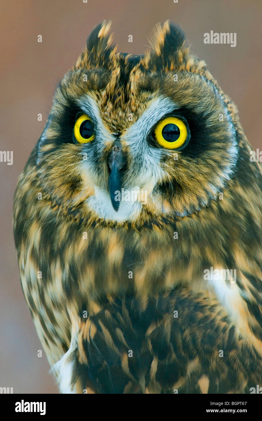 Short-Eared Owl Asio flammeus Eastern USA, by Skip Moody/Dembinsky Photo Assoc Stock Photo