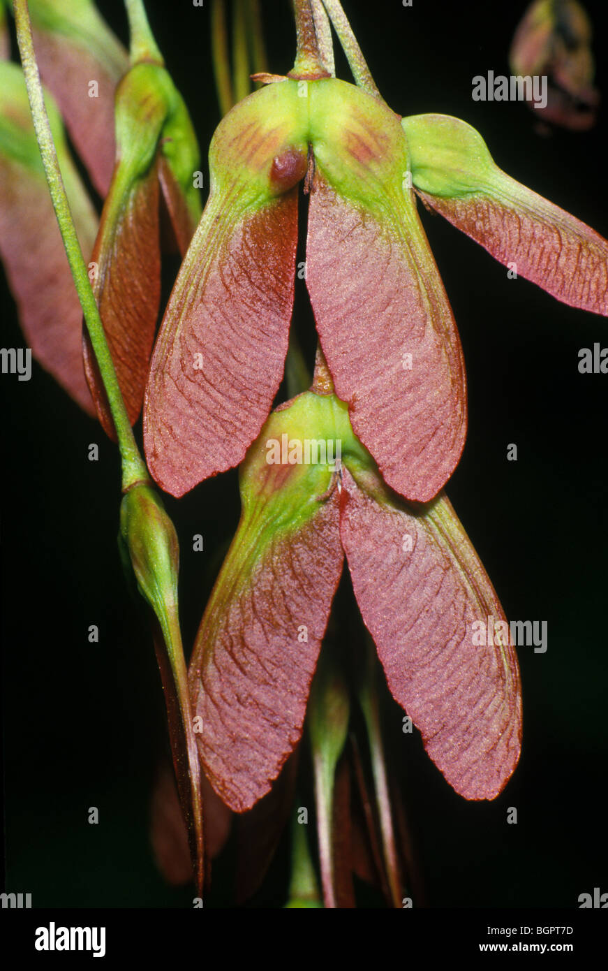 Red Maple Seeds or Samara (Acer rubrum) E USA & Canada, by Michael Gadomski/Dembinsky Photo Assoc Stock Photo