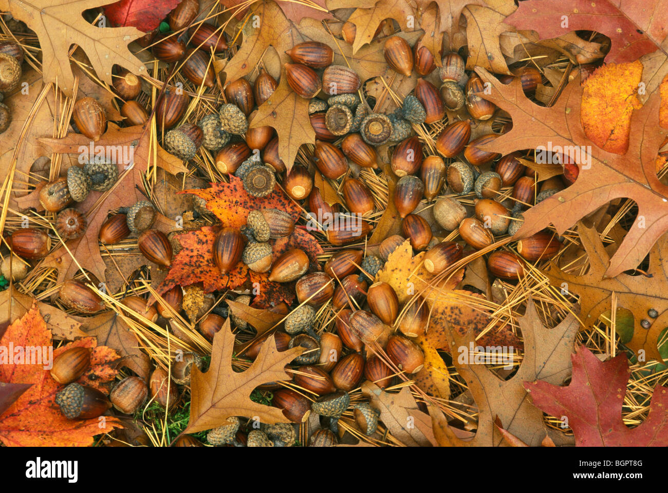 Acorns from Scarlet Oak Quercus coccinea  E USA, by Bill Lea/Dembinsky Photo Assoc Stock Photo