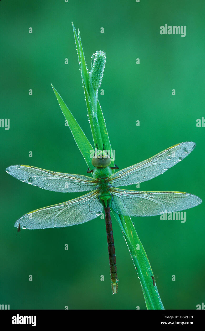 Common Green Darner Dragonfly Anax junius E NA, by Skip Moody/Dembinsky Photo Assoc Stock Photo