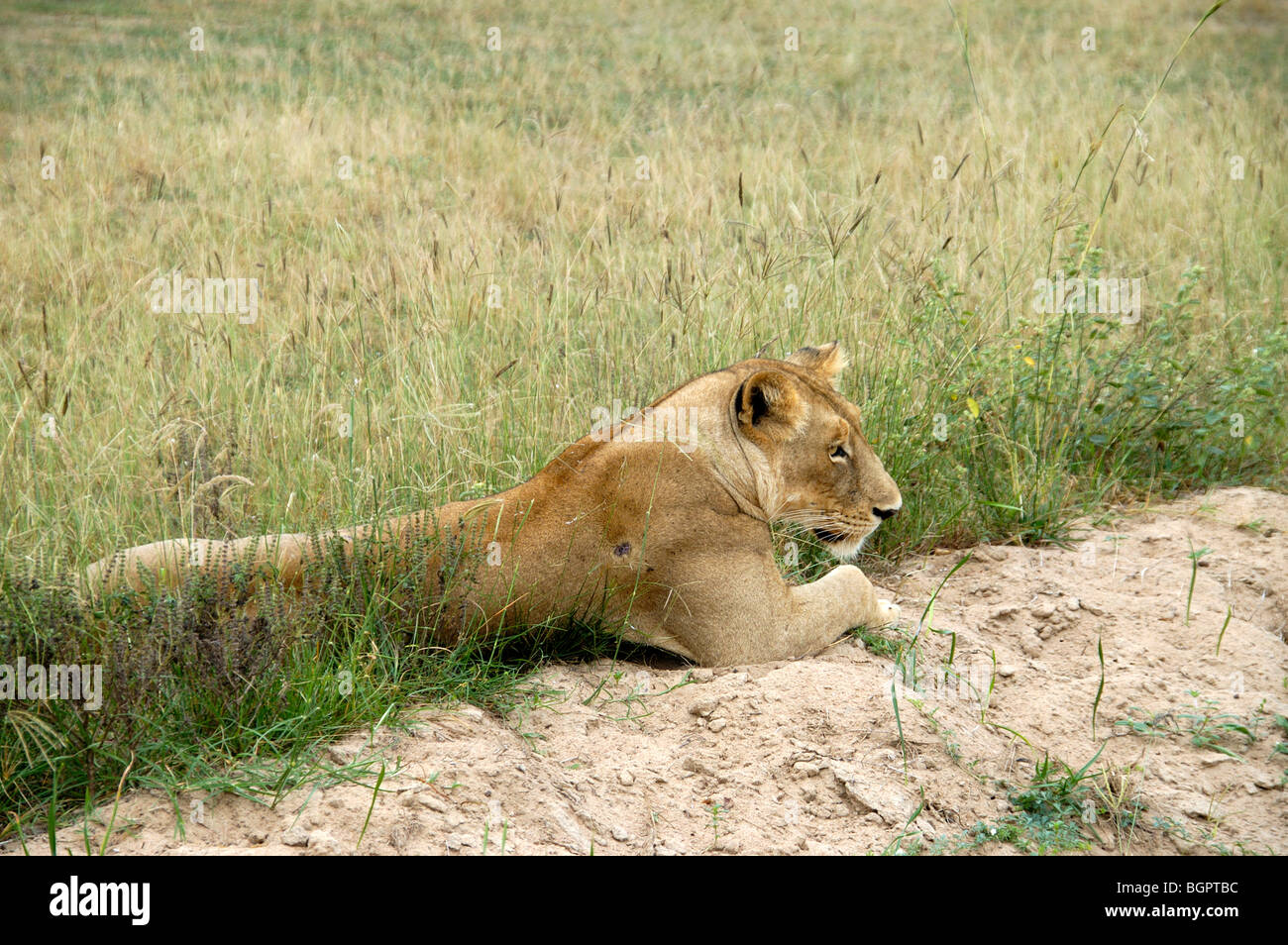 lioness lay down in Africa Stock Photo Alamy