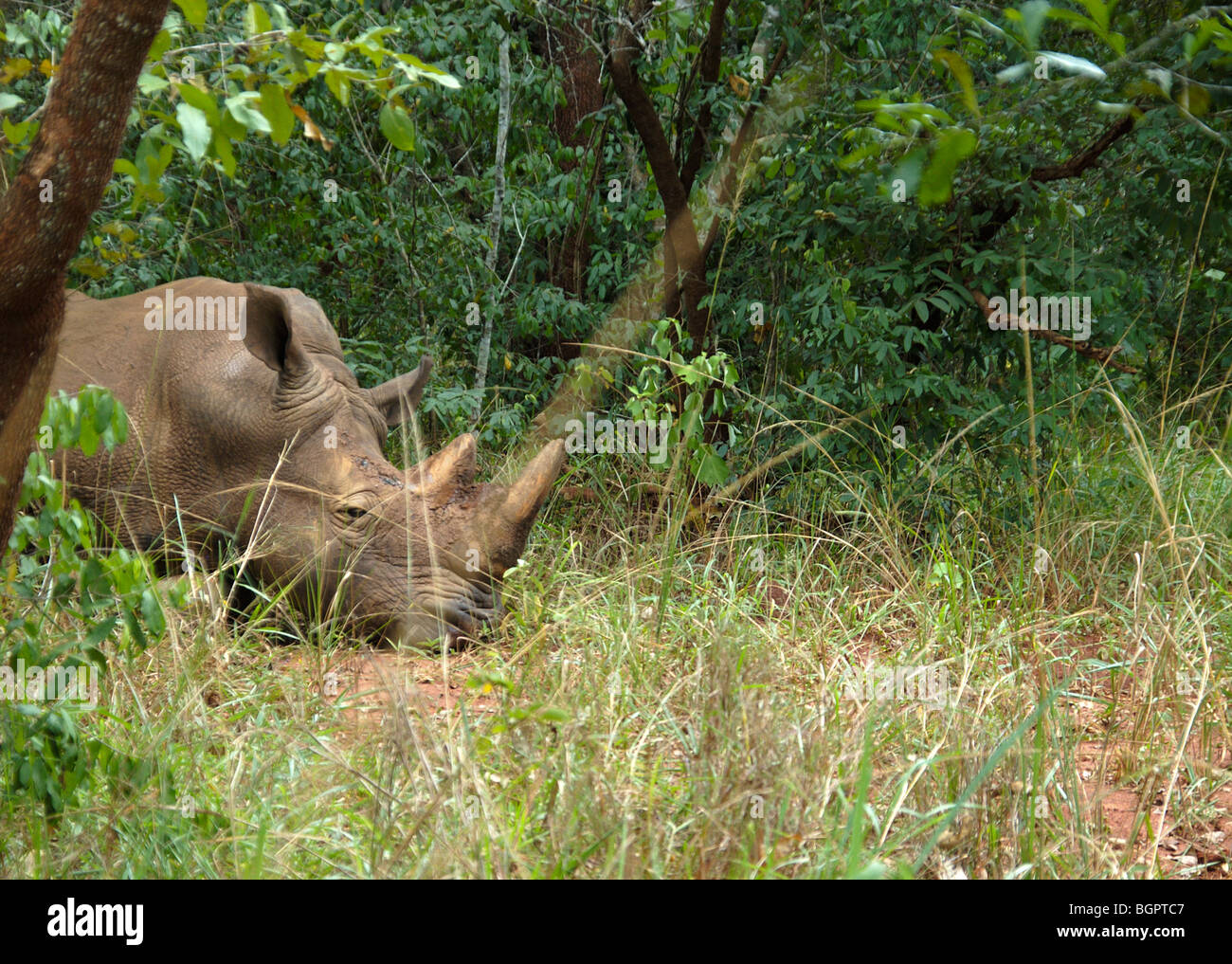 Rhino in the wild at a  Ugandan Rhino sanctuary Africa Stock Photo