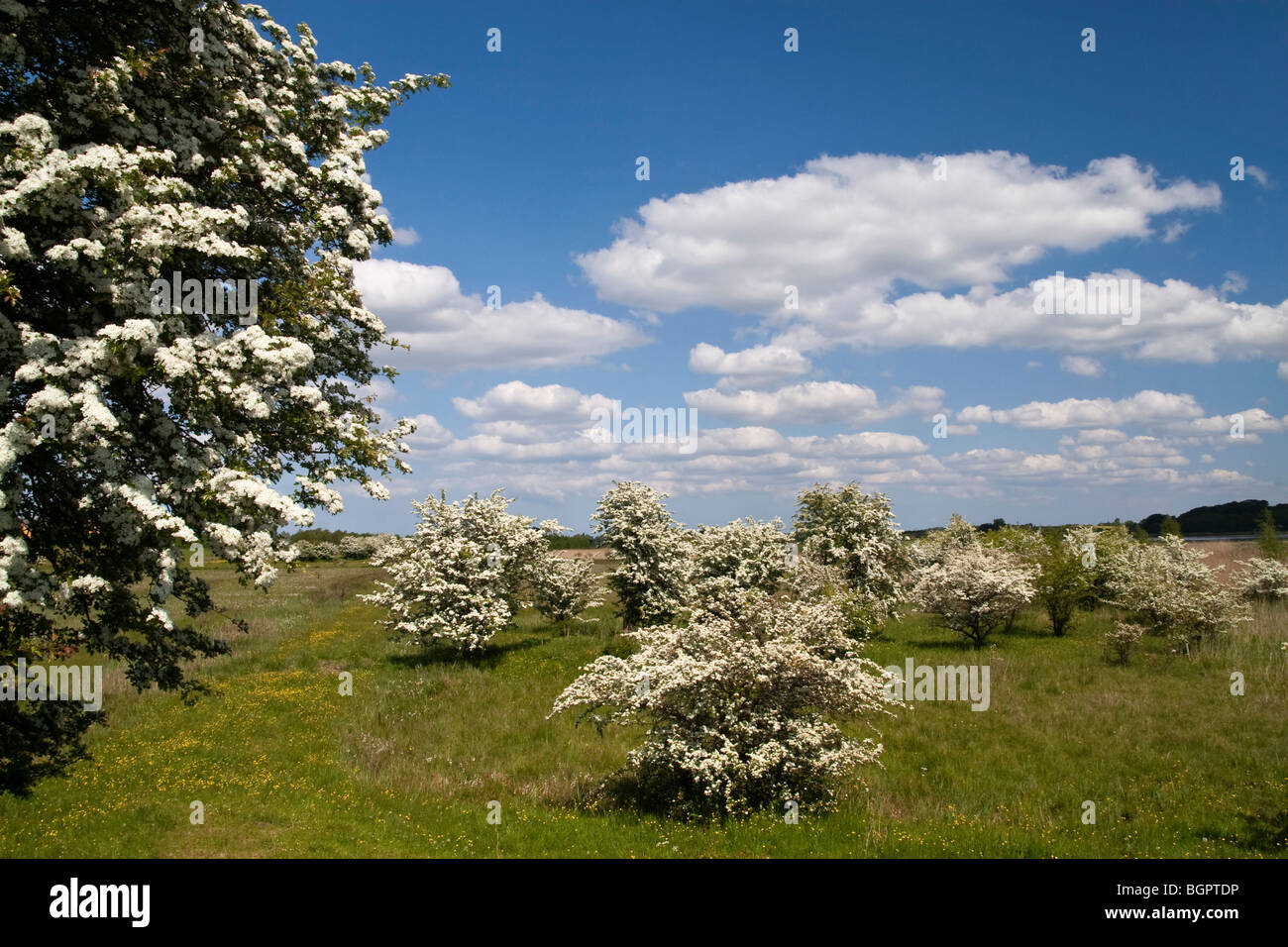 Danish springtime meadow with blooming hawthorns. Stock Photo