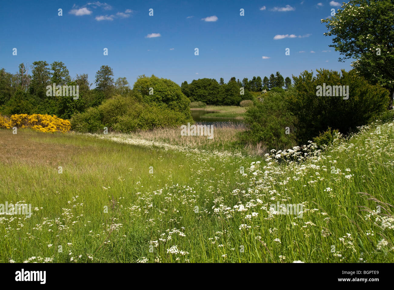Danish springtime landscape with blooming wild flowers Stock Photo