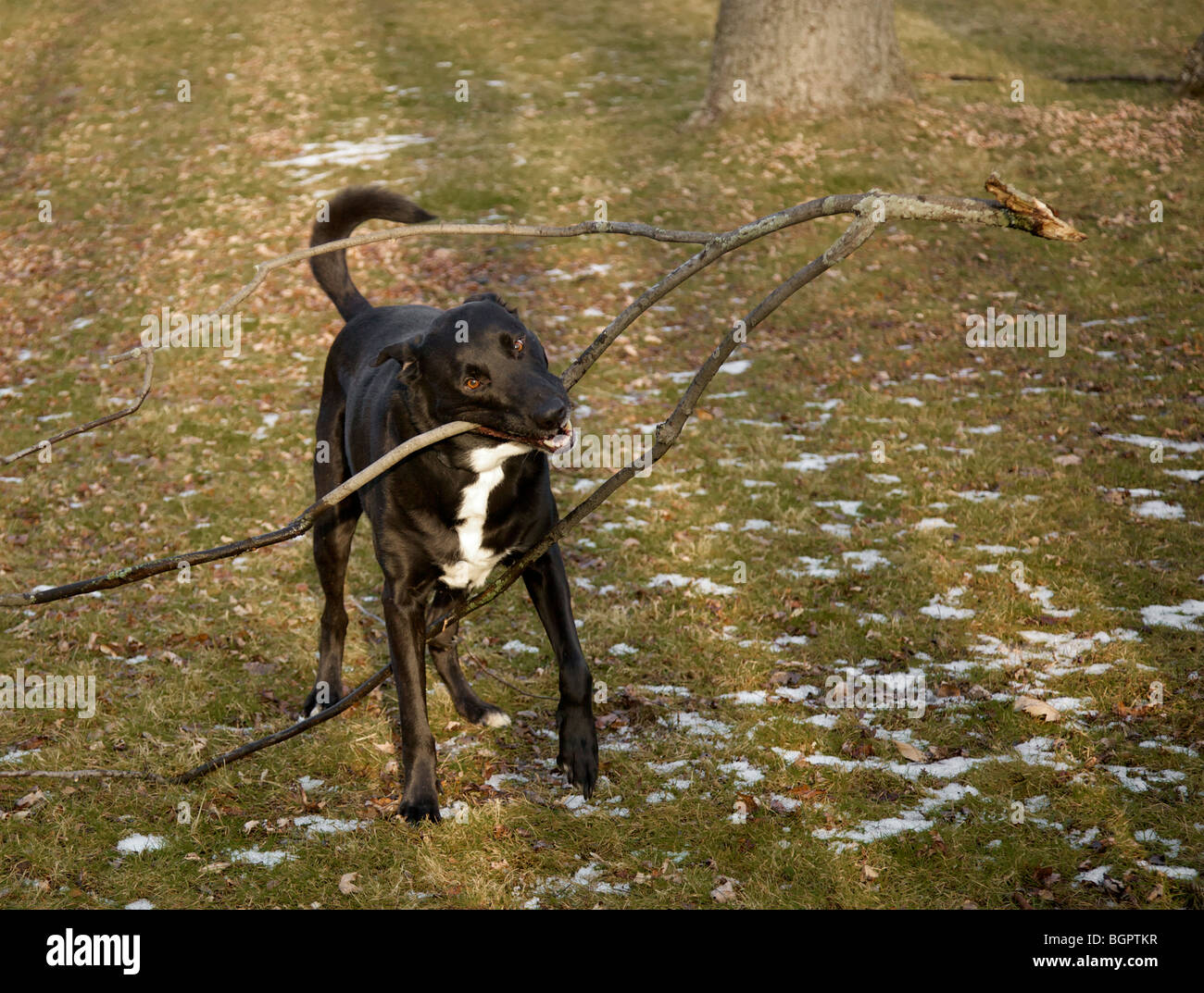 big dog with big stick Stock Photo Alamy
