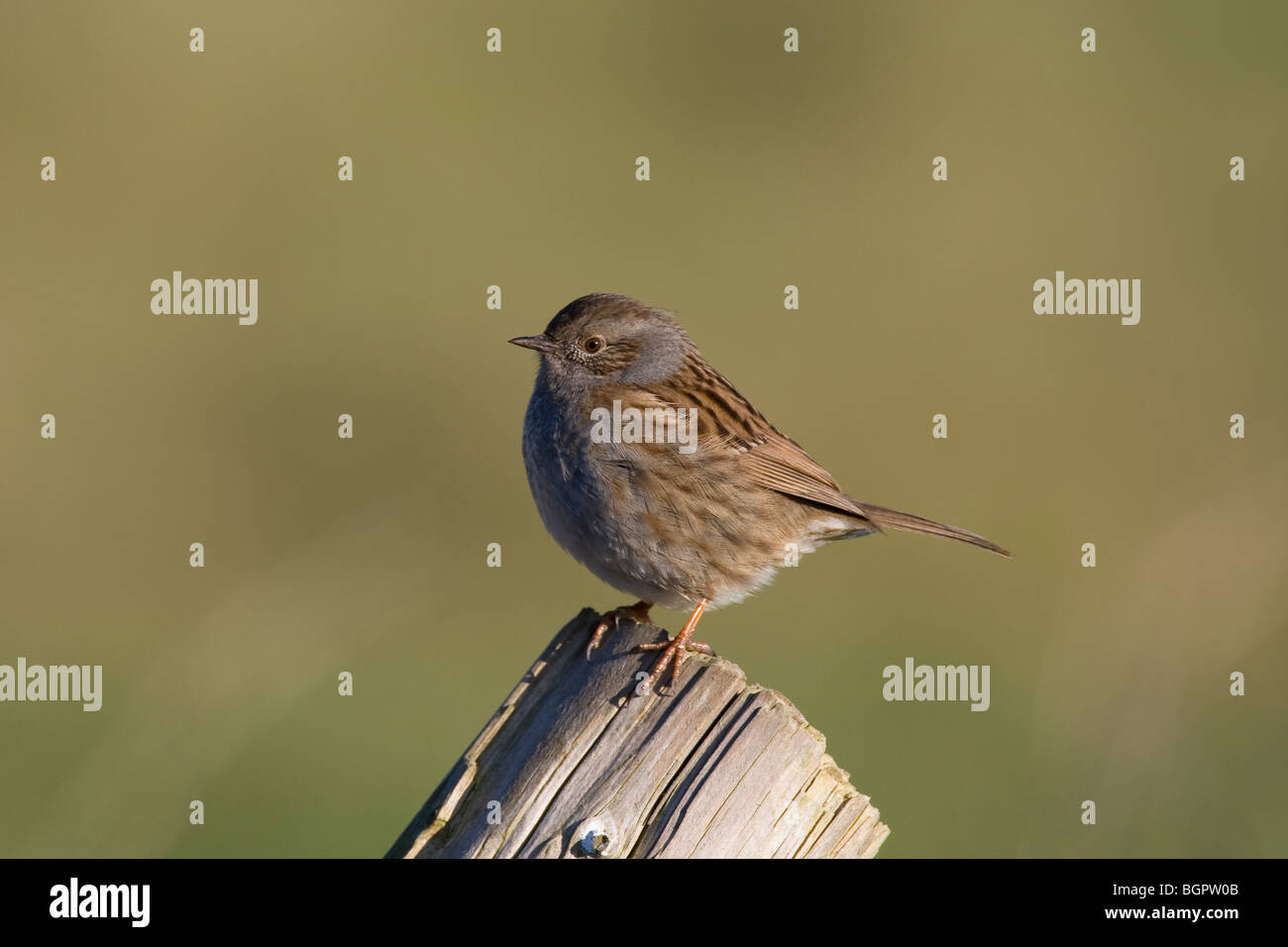 Single Dunnock Prunella modularis perched on wooden post with barbed wire, Steart, Somerset and Bristol. Stock Photo