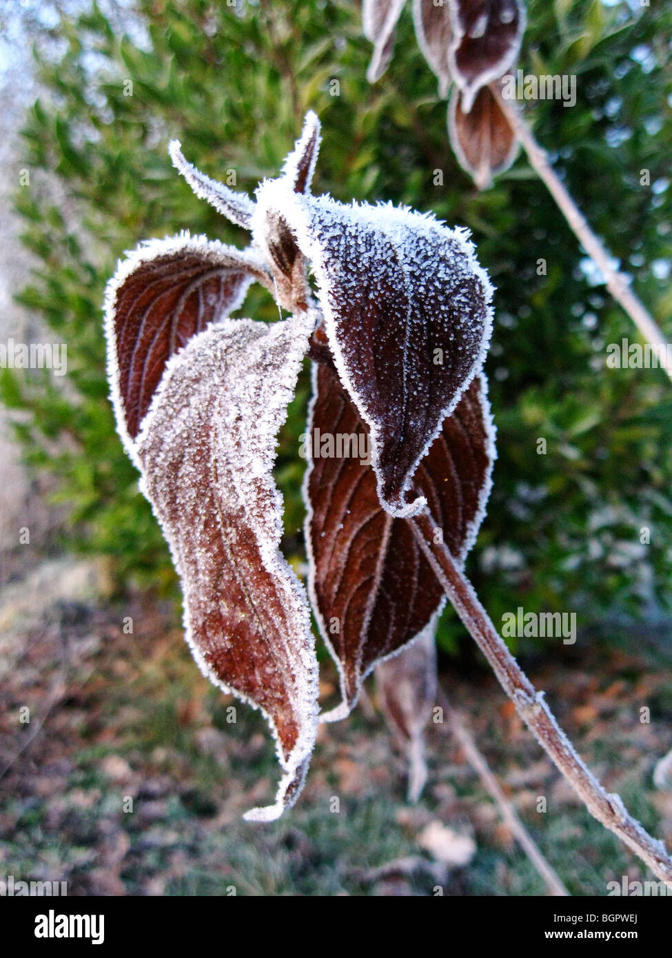 A frozen Weigela plant in winter (Bristol Ruby Red variety), placed in front of a lush green bush Stock Photo