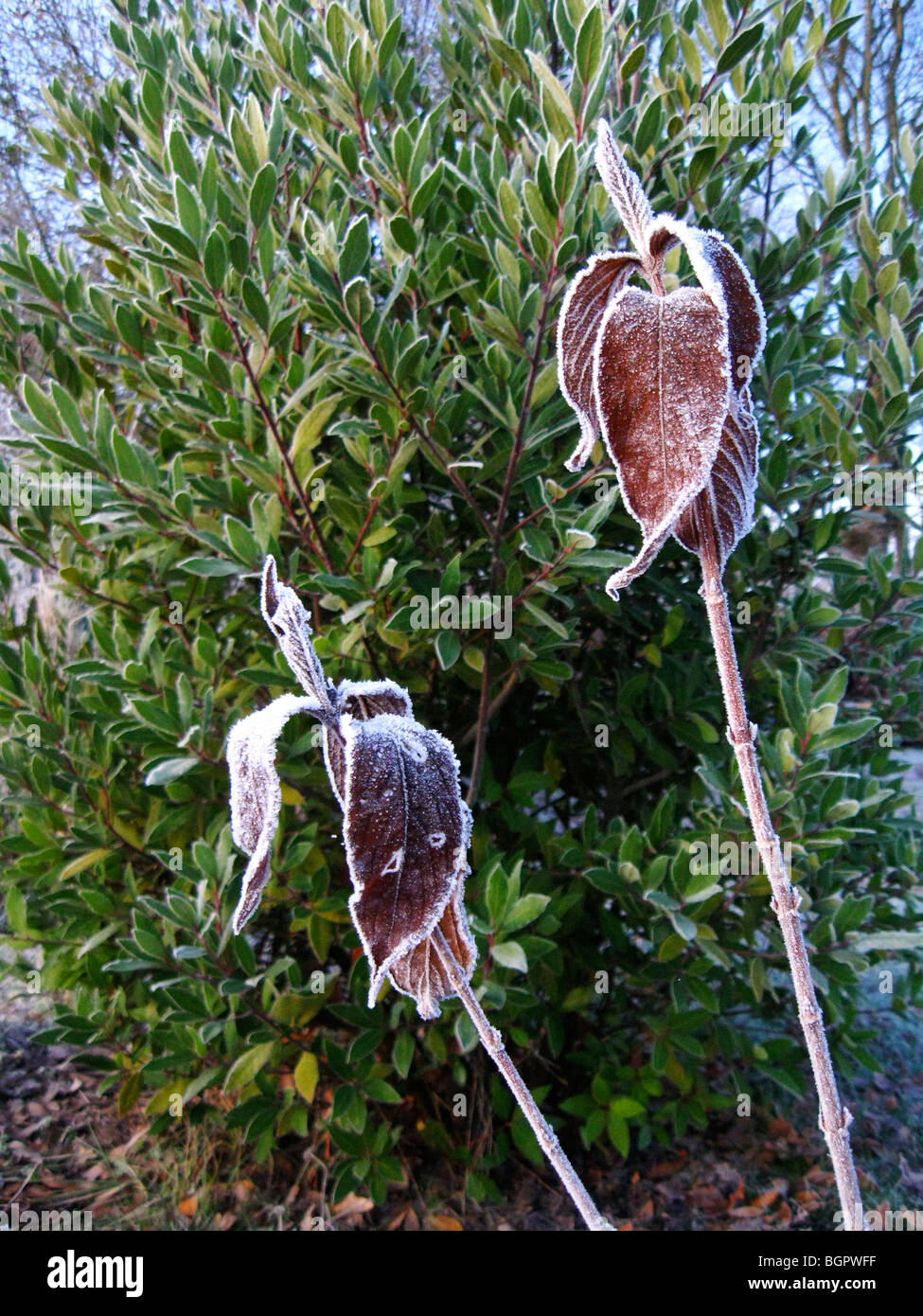 A frozen Weigela plant in winter (Bristol Ruby Red variety), placed in front of a lush green bush Stock Photo