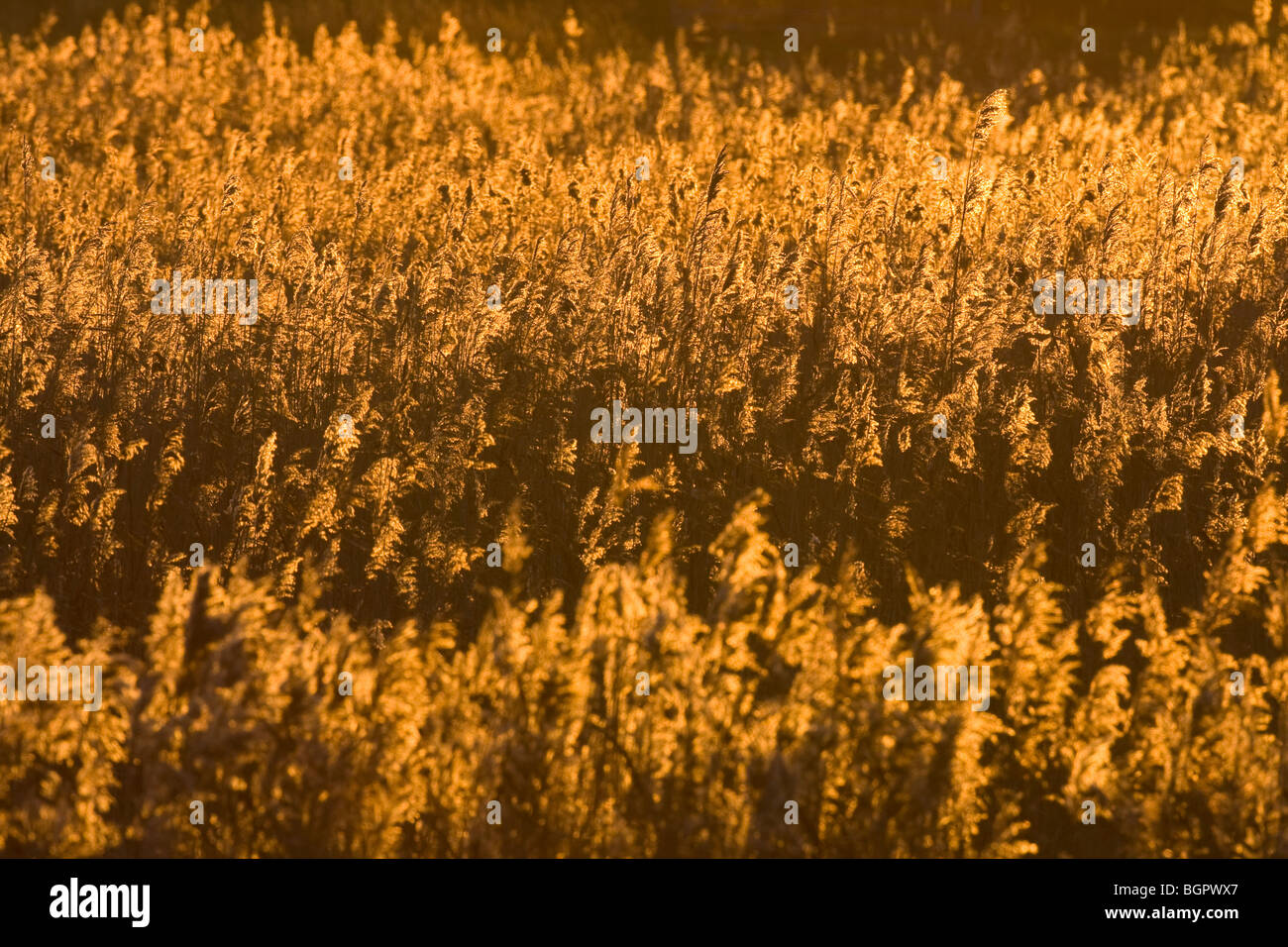 Reedbeds bathed in golden light at sunset, Somerset Stock Photo