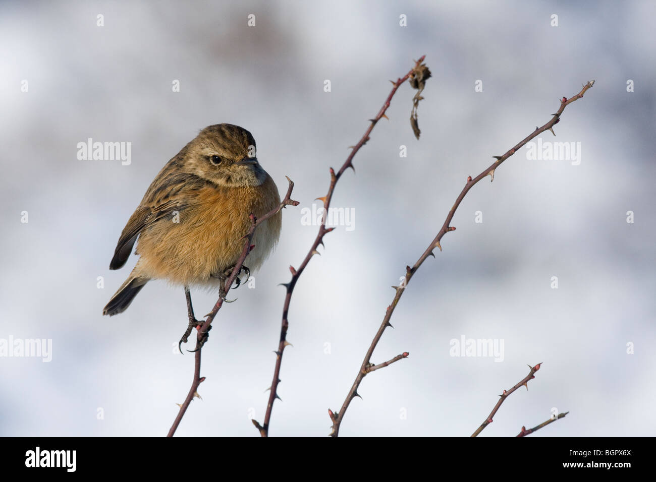 Single female Stonechat Saxicola torquata sitting atop a dog rose Rosa sp with snow background, Malvern Hills, Worcestershire. Stock Photo