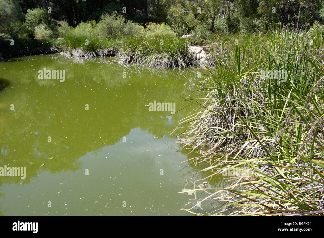 Thick algae turning water green at Kings Park in Perth, Western Australia Stock Photo Alamy