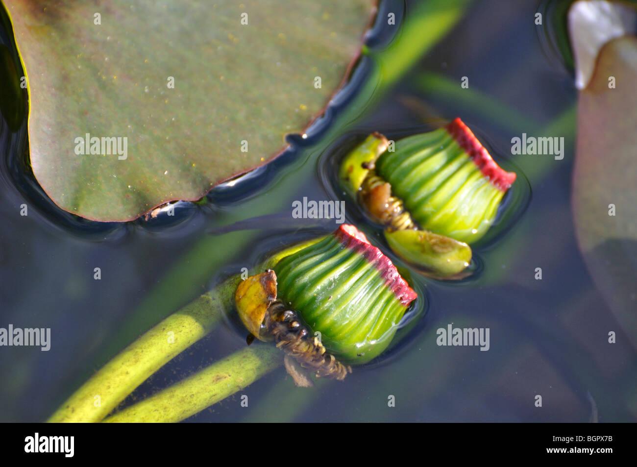 Water lily - Nymphaeaceae Stock Photo
