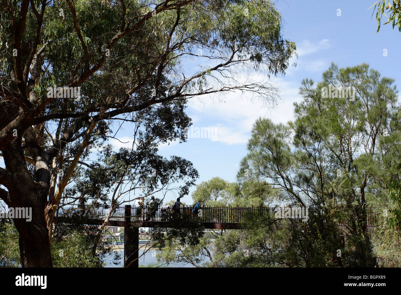 Elevated walkway at Kings Park in Perth, Western Australia. Stock Photo
