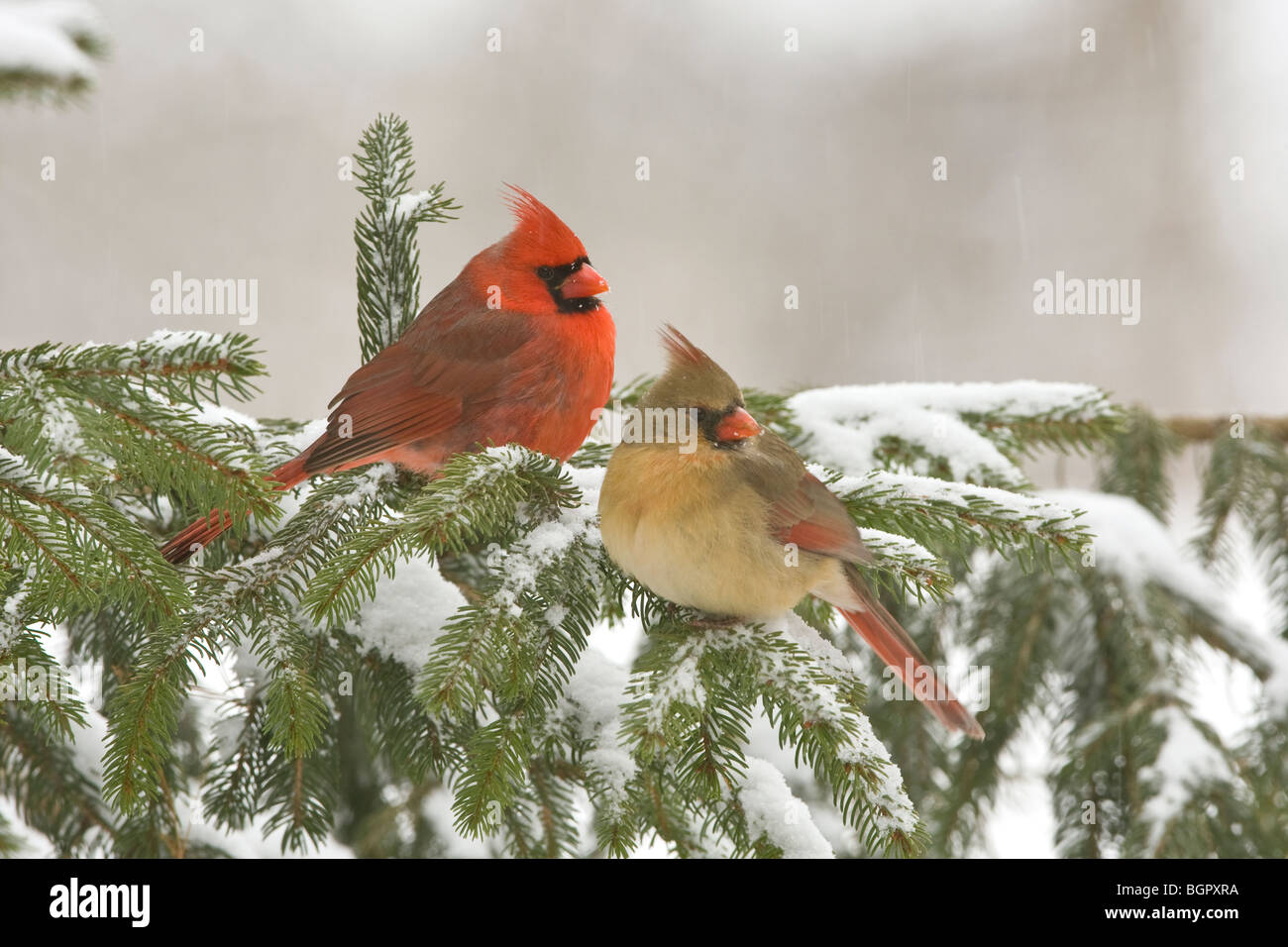 Male and Female Northern Cardinals perched in falling snow and Spuce tree Stock Photo