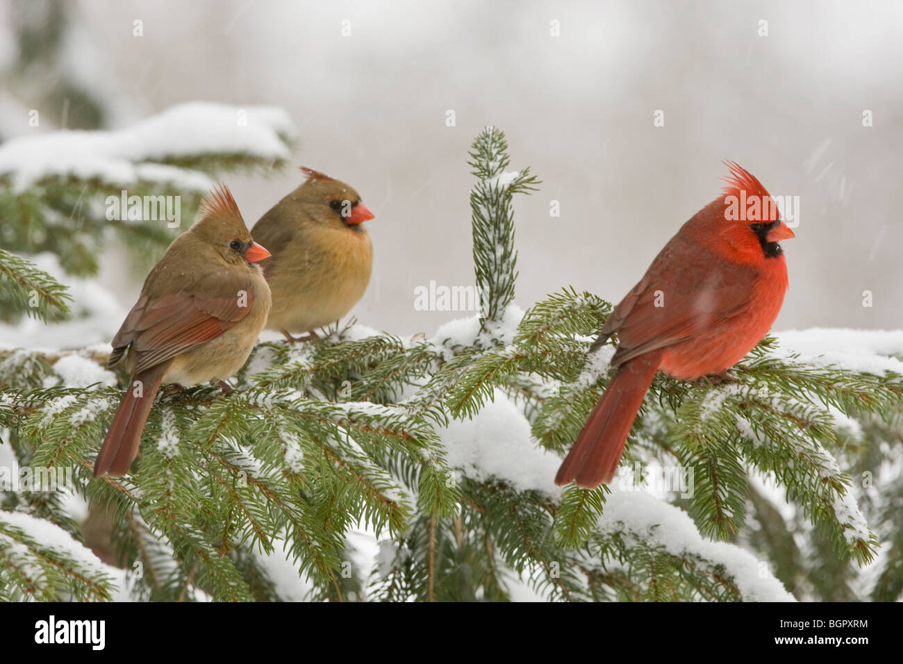 Three Northern Cardinals perched in Spruce tree and falling snow Stock Photo