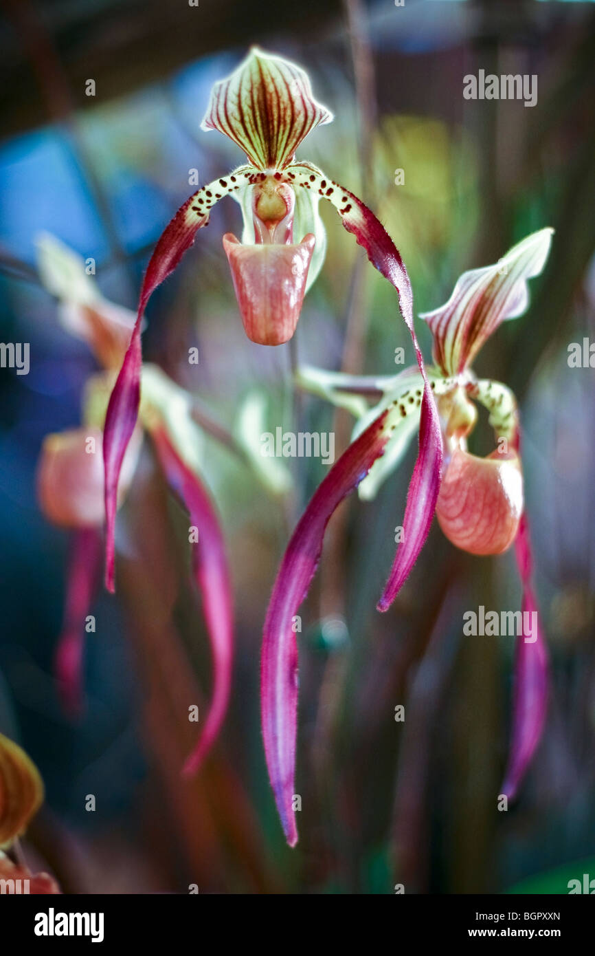 Paphiopedilum orchids Stock Photo