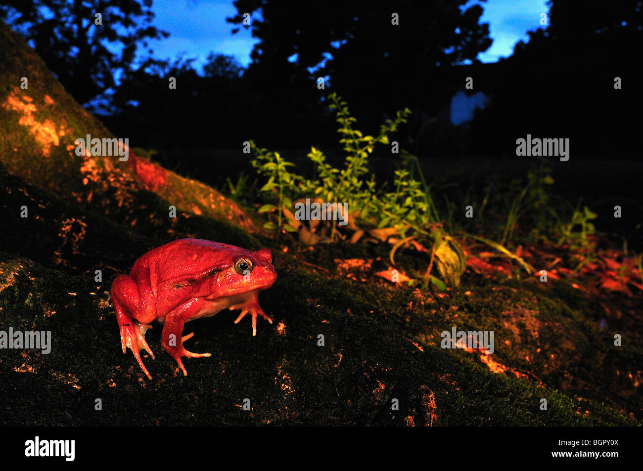 Tomato Frog (Dyscophus antongilii),adult, Maroantsetra, Northeastern Madagascar Stock Photo