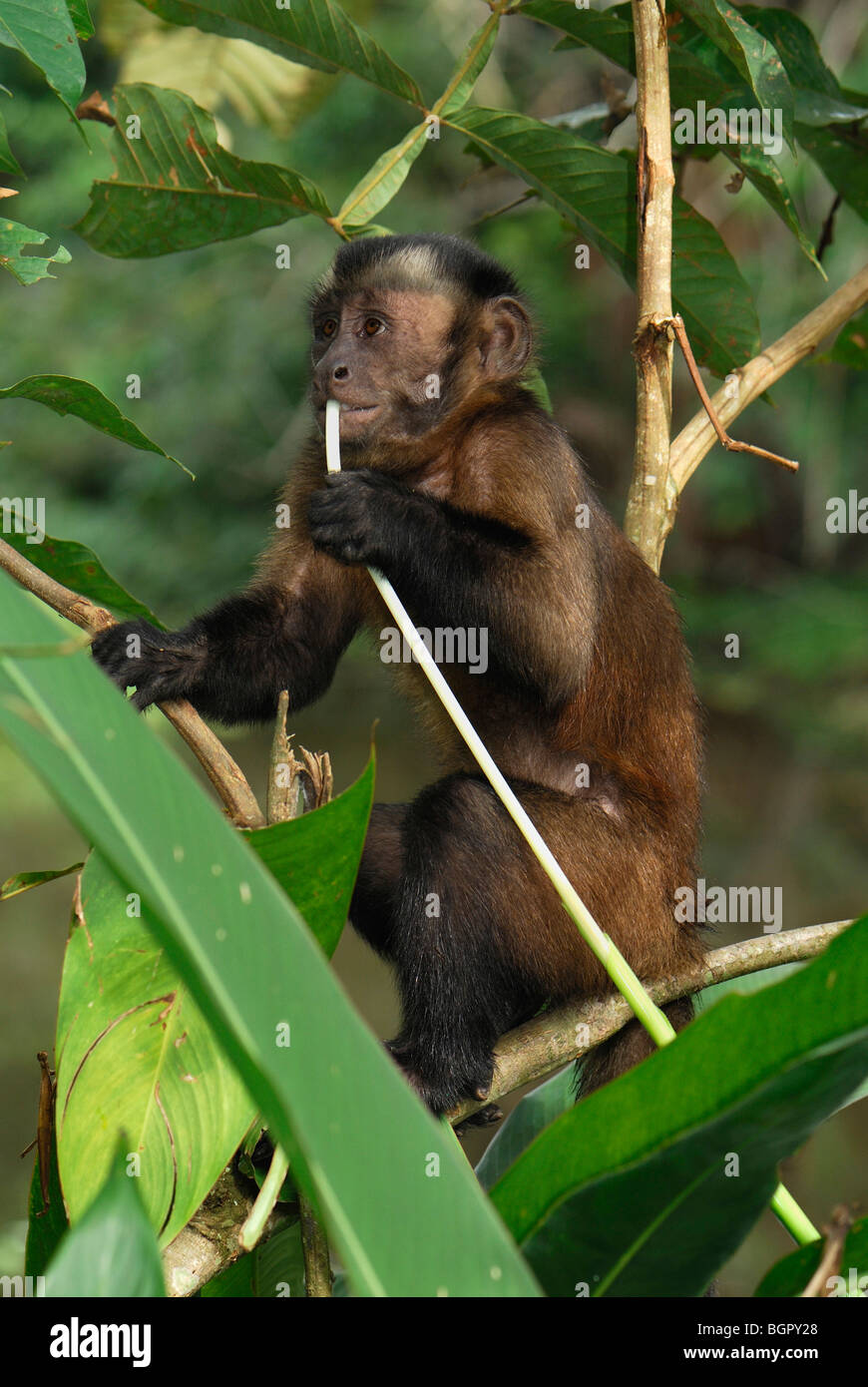 What Do Brown Capuchins Eat? _ Tufted Capuchin (Sapajus apella) – GWPP