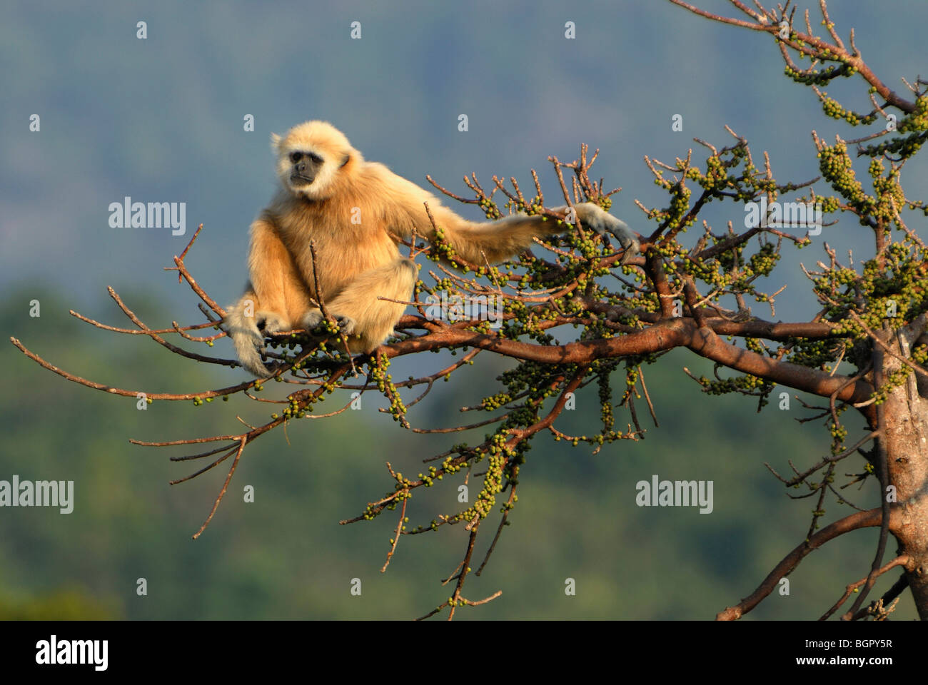 White-handed Gibbon (Hylobates lar), adult, Thailand Stock Photo