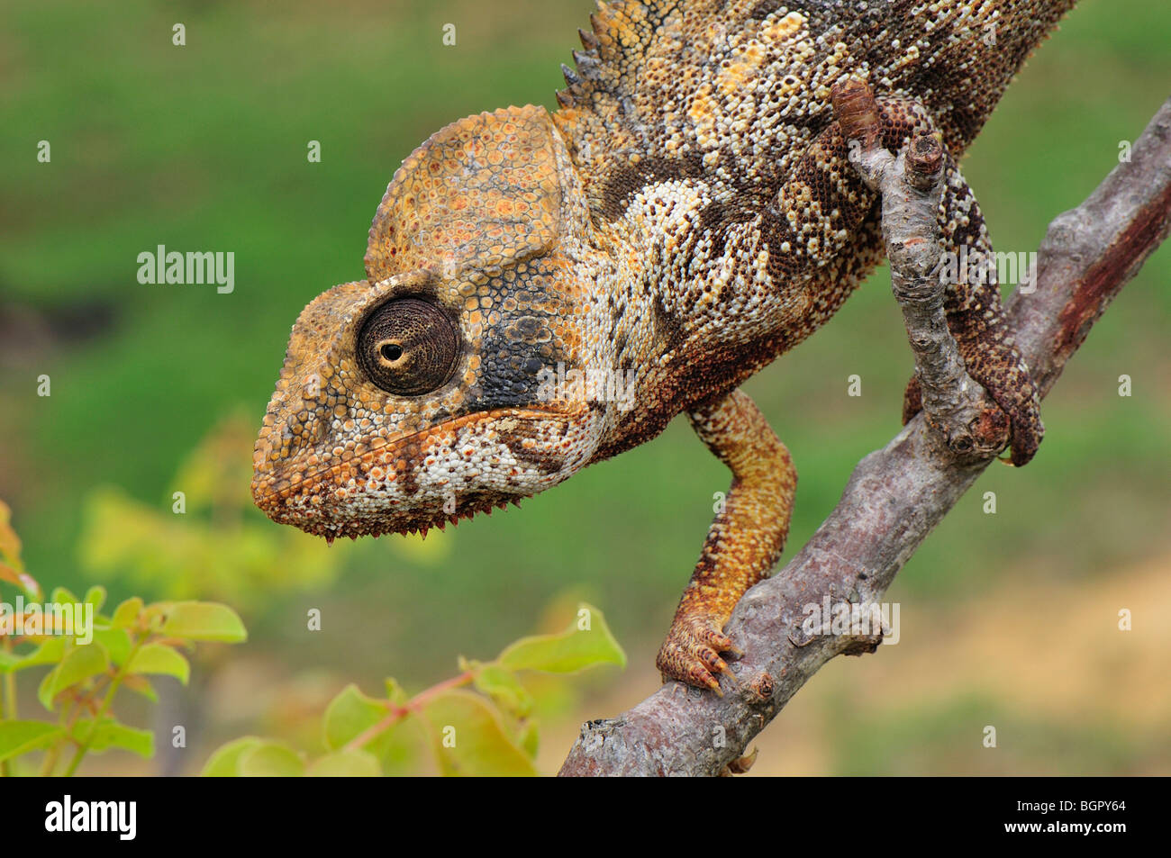 Malagasy Giant Madagascar or Oustalet's Chameleon (Furcifer oustaleti),adult male, Antsiranana, Madagascar Stock Photo