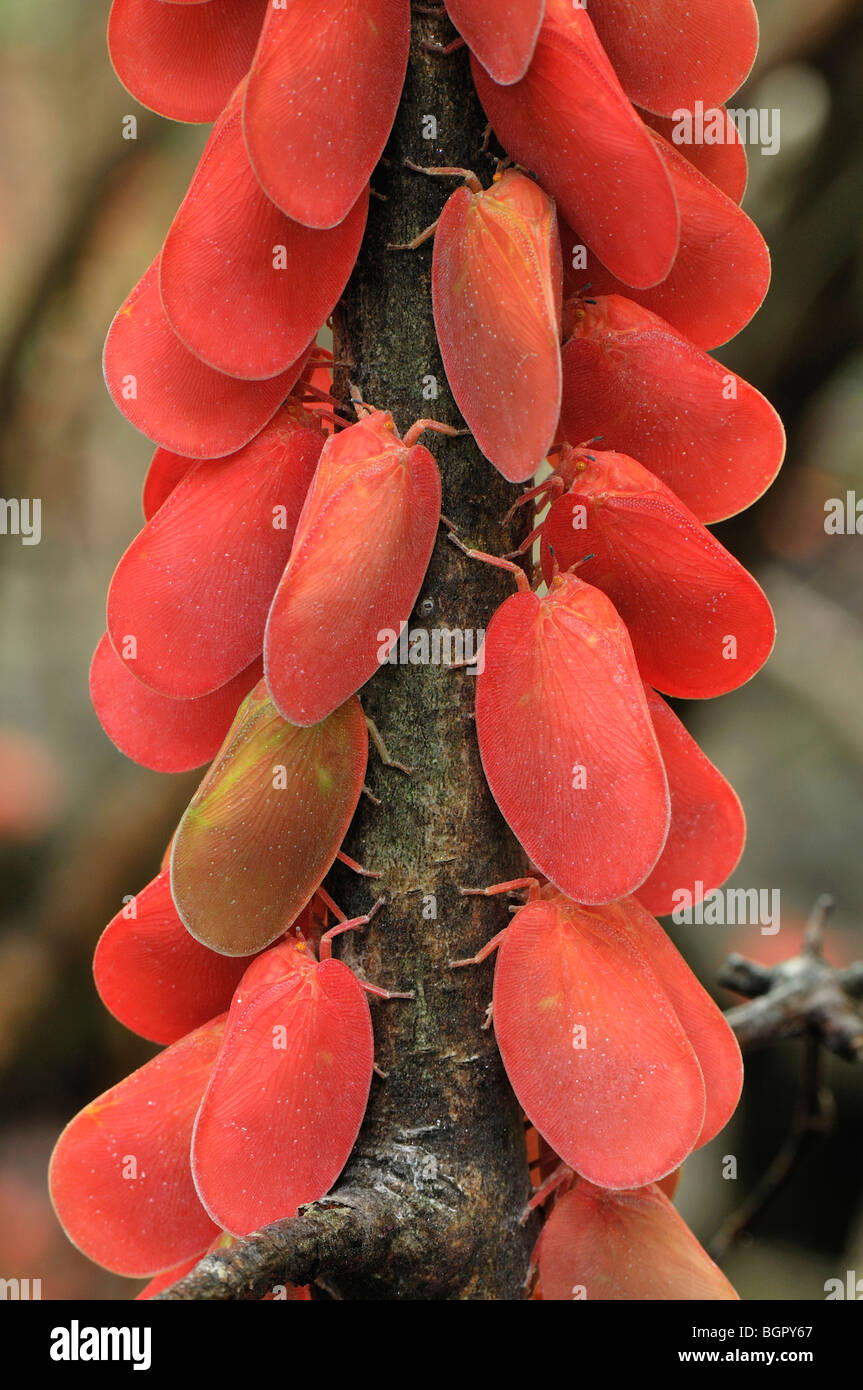 Adult Flatid Leaf Bugs (Phromnia rosea), adults, Montagne des Français Reserve, Antsiranana, Northern Madagascar Stock Photo