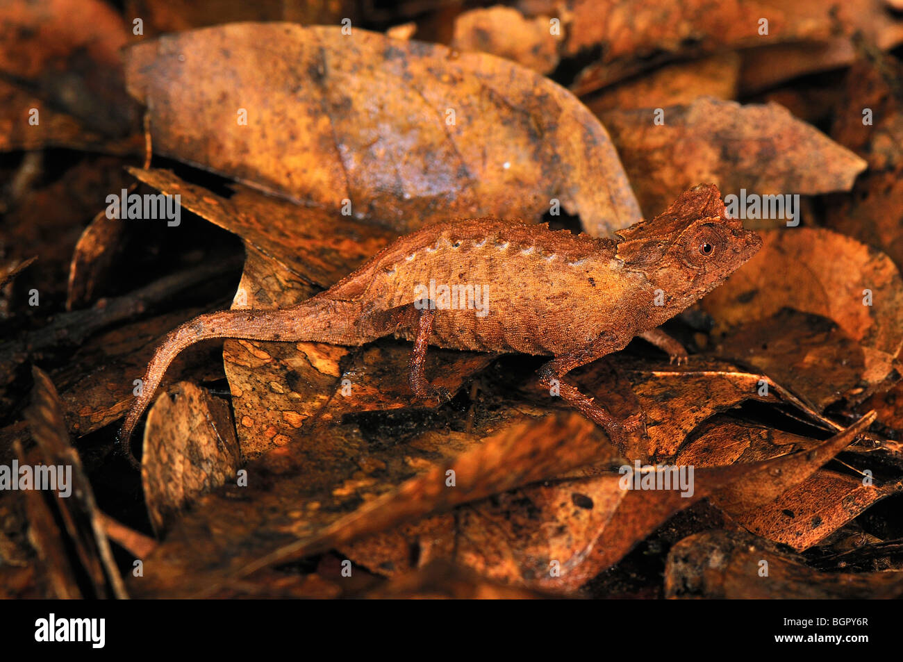 Plated Leaf Chameleon (Brookesia stumpffi), camouflaged on dead leaves, Ankarana National Park, Northern Madagascar  Stock Photo