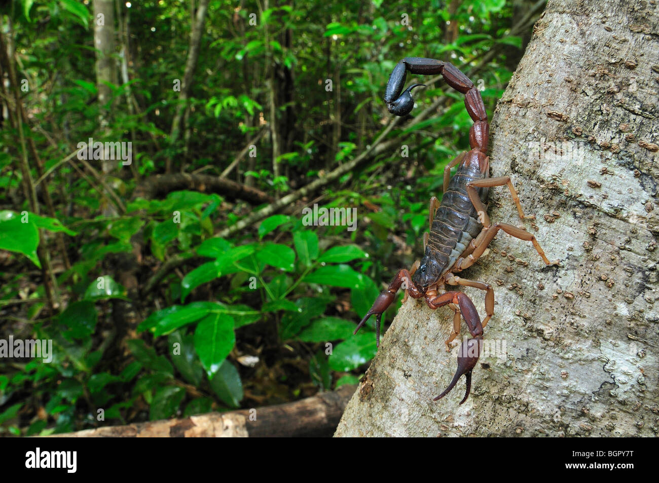 Scorpion (Grosphus ankarana), Ankarana National Park, Northern Madagascar Stock Photo