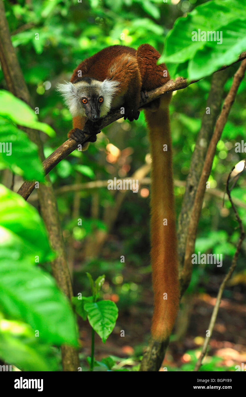 Black Lemur (Eulemur macaco macaco), female, Lokobe Nature Special Reserve, Nosy Be, Northern Madagascar Stock Photo