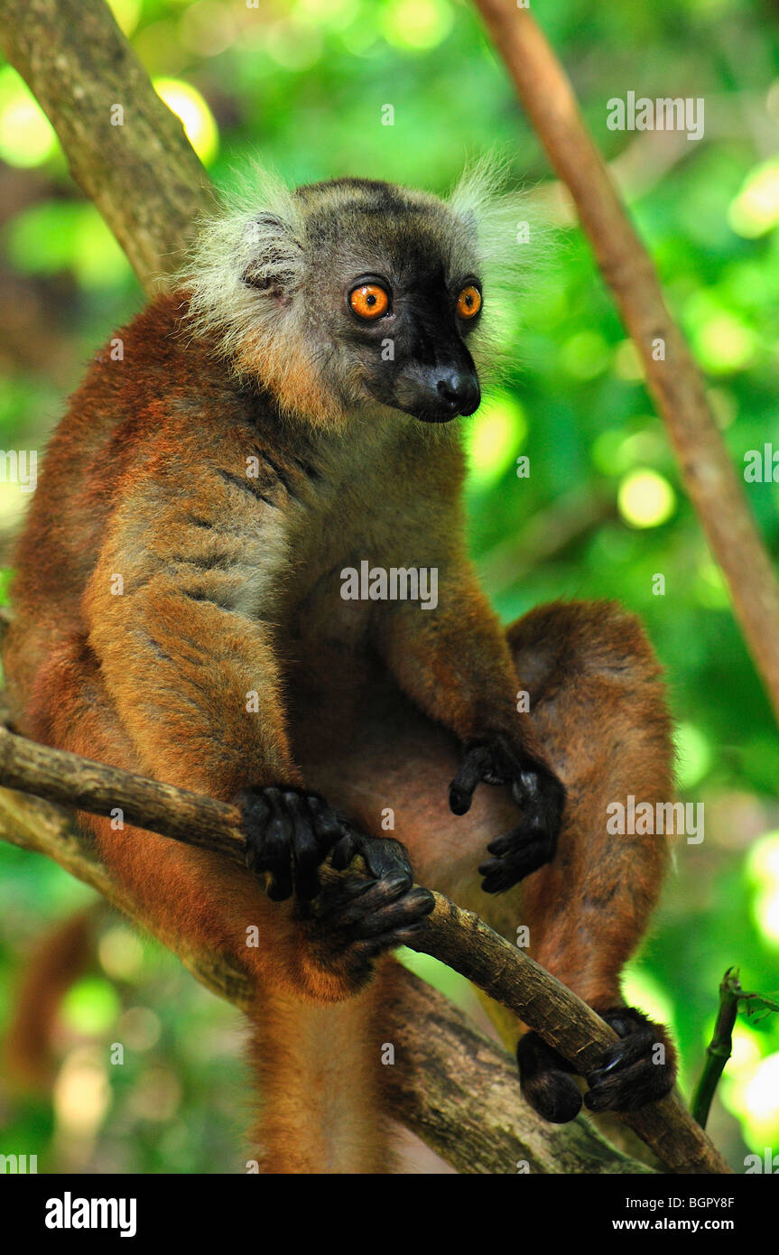 Black Lemur (Eulemur macaco macaco), female, Lokobe Nature Special Reserve, Nosy Be, Northern Madagascar Stock Photo