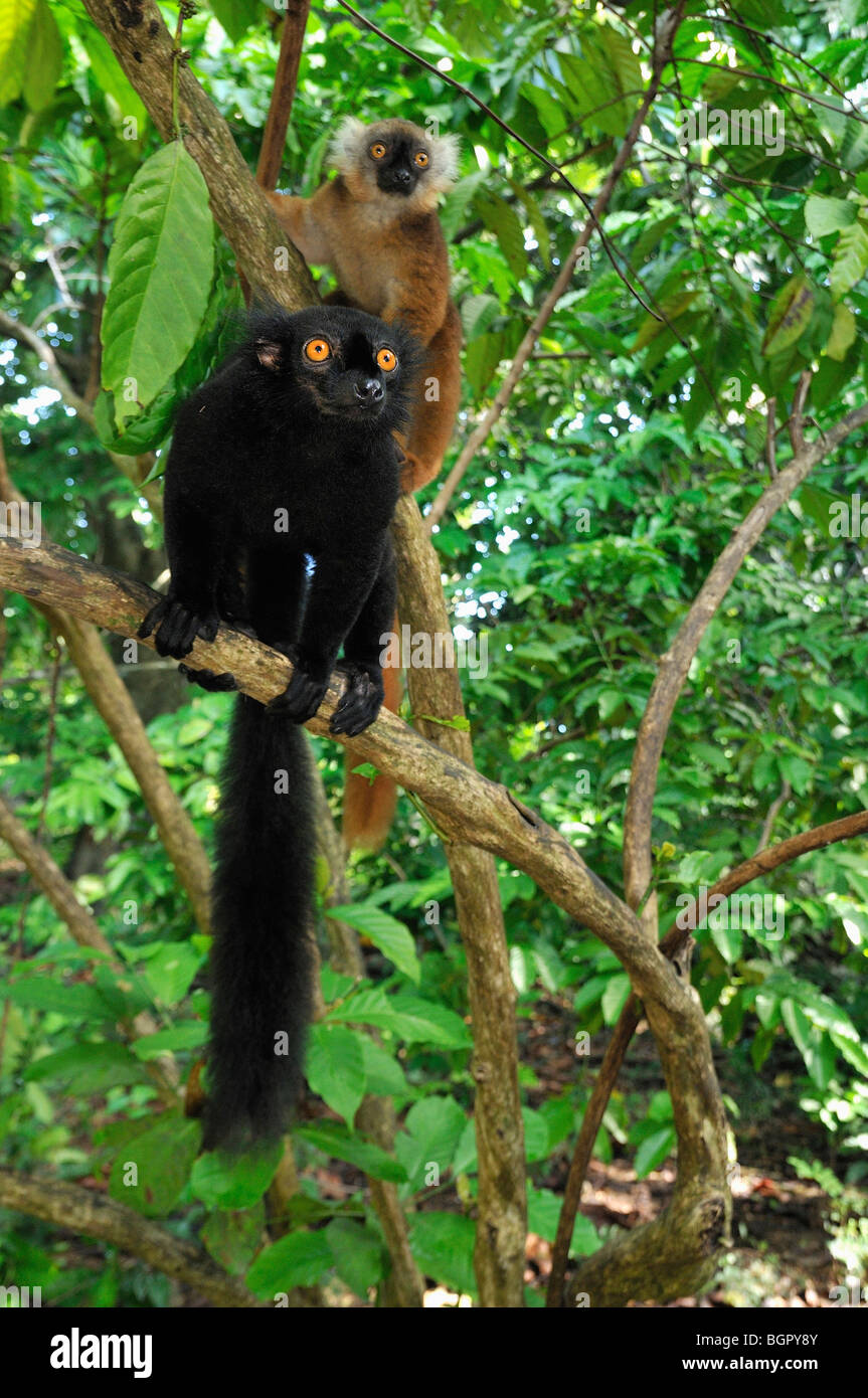 Black Lemur (Eulemur macaco macaco), male and female, Lokobe Nature Special Reserve, Nosy Be, Northern Madagascar Stock Photo