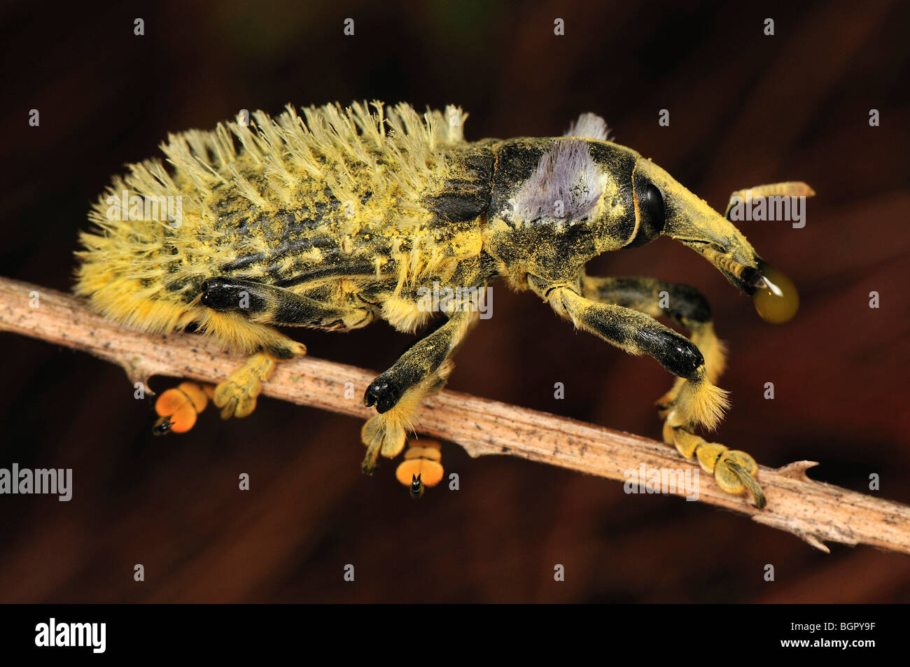 Weevil Beetle (Lixus barbiger), Curculionidae, Andasibe-Mantadia National Park, Madagascar Stock Photo