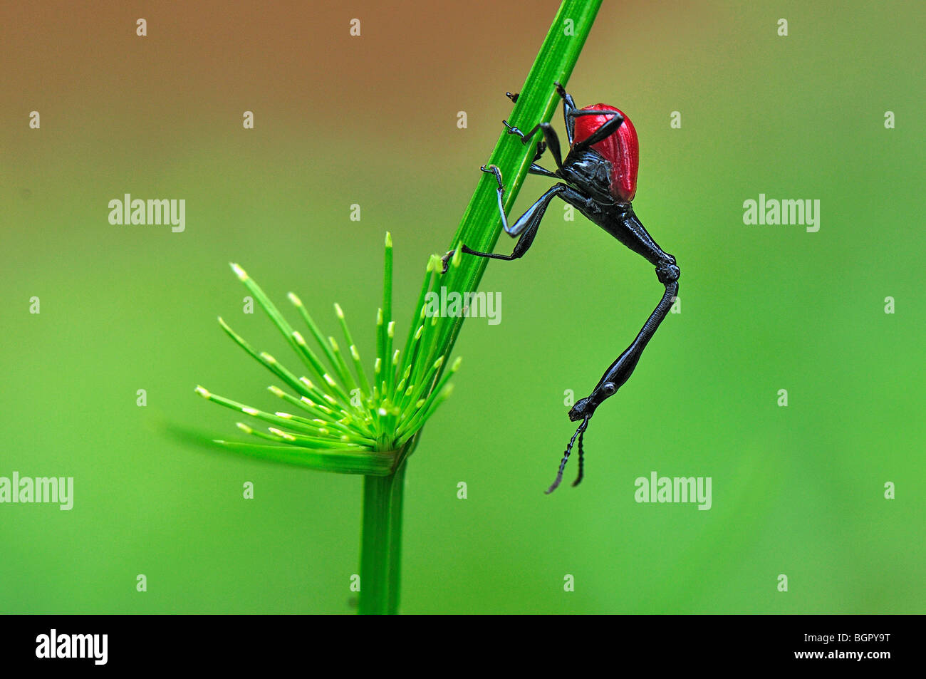 Giraffe-necked Weevil (Trachelophorus giraffa), Curculionidae, male, Andasibe-Mantadia National Park, Madagascar Stock Photo
