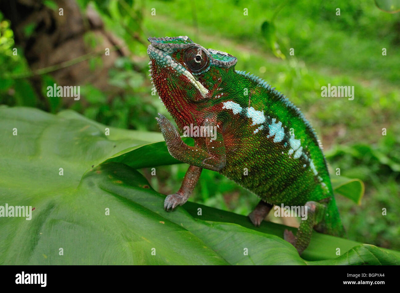 Panther Chameleon (Furcifer pardalis),male, Mananara, Eastern Madagascar Stock Photo