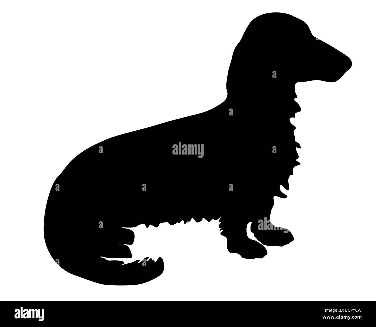 The black silhouette of a longhaired Badger Dog Stock Photo