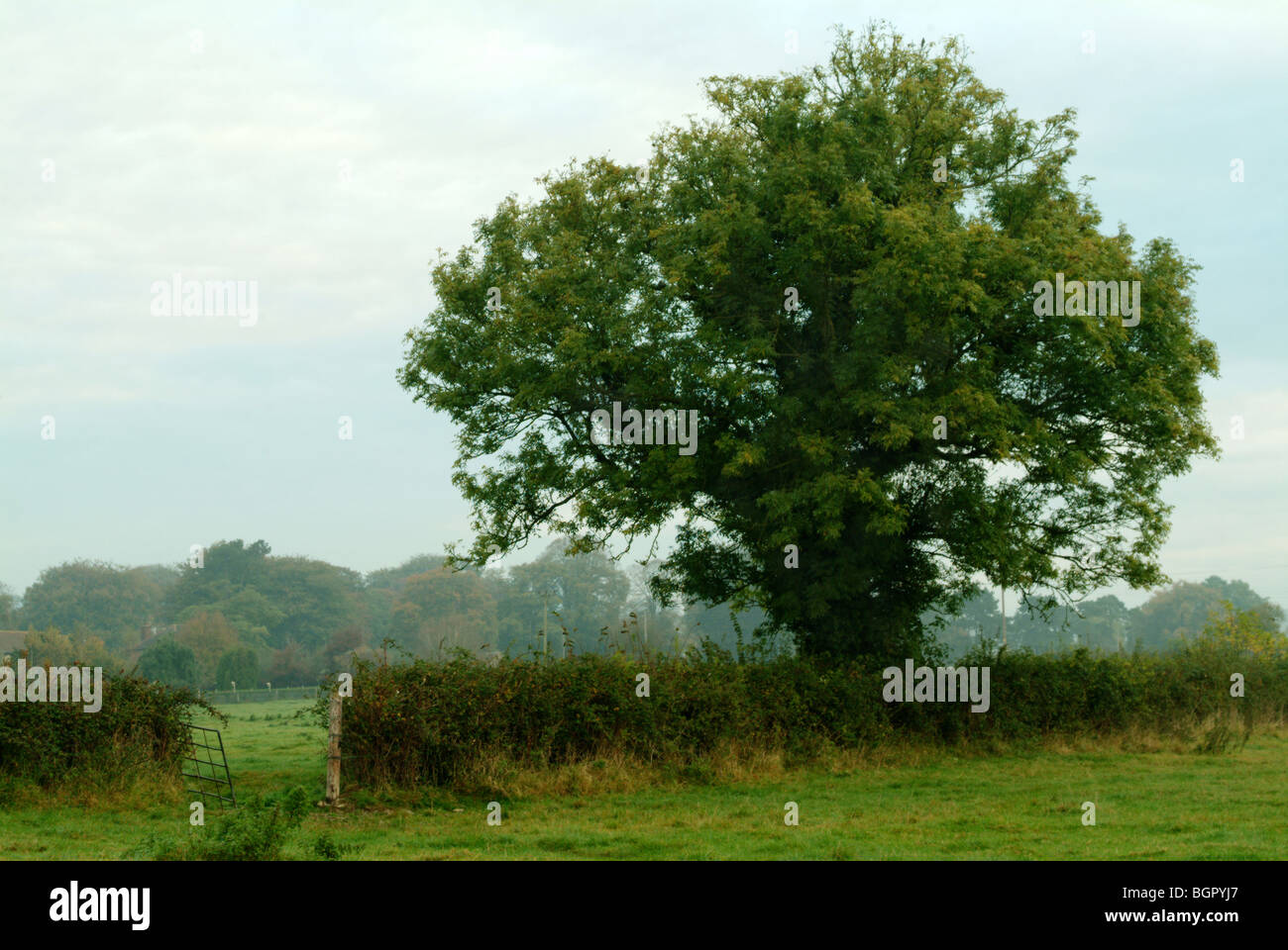 A lonely tree in the middle of a field next to a hedge Stock Photo