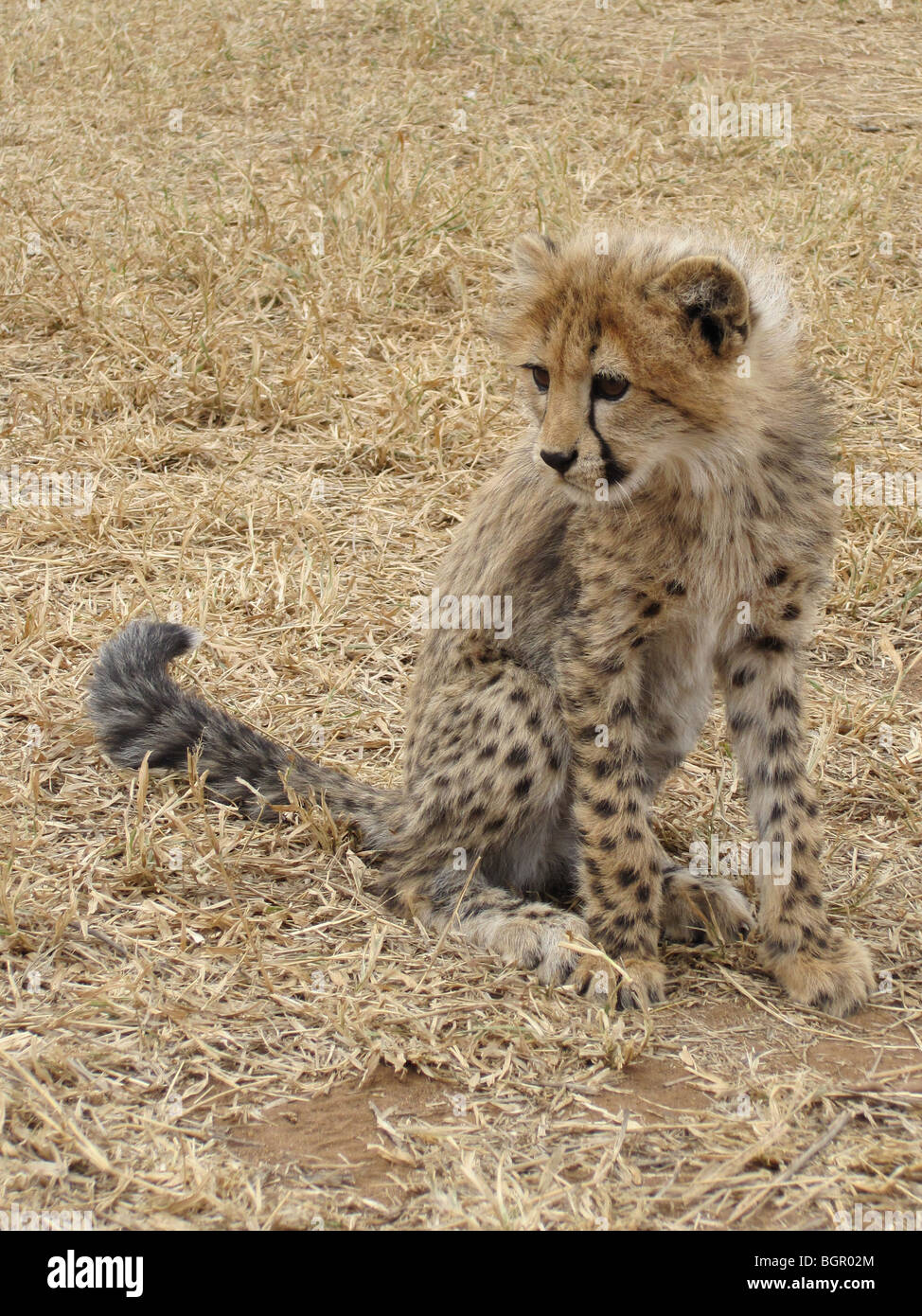 Baby Cheetah Stock Photo
