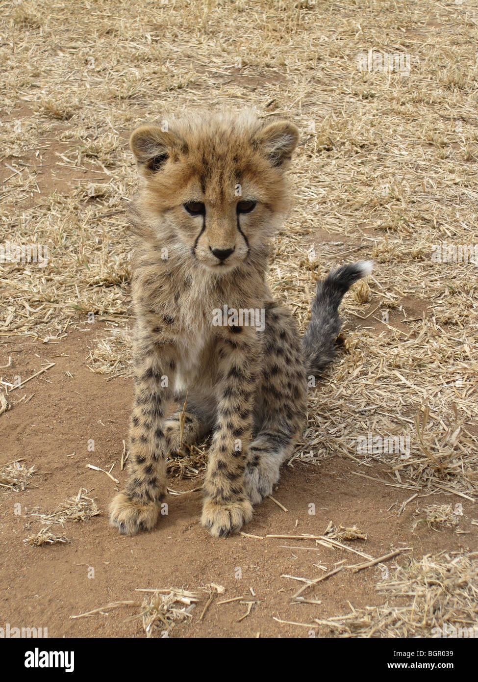 Baby Cheetah Stock Photo